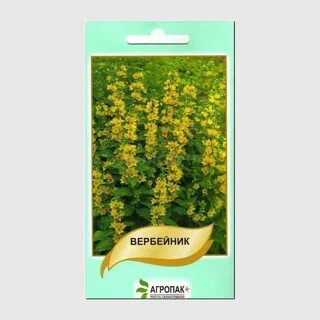 Вербейник монетчатый семена