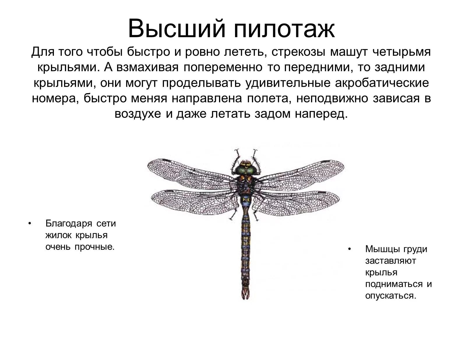 Какой тип питания характерен для стрекозы. Строение крыла Стрекозы. Строение крыльев Стрекозы. Стрекоза строение тела. Структура крыла Стрекозы.