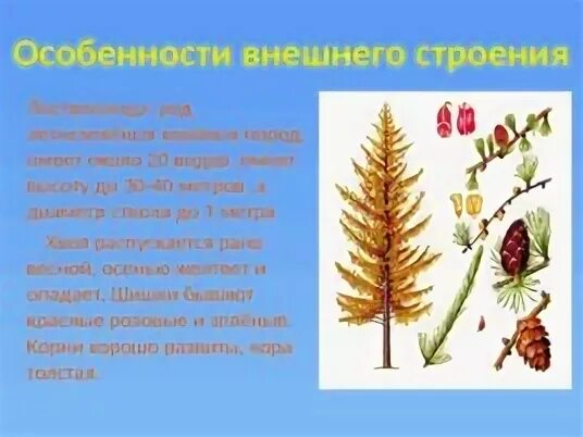Лиственница особенности строения