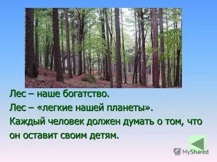 В каком лесу лучше жить