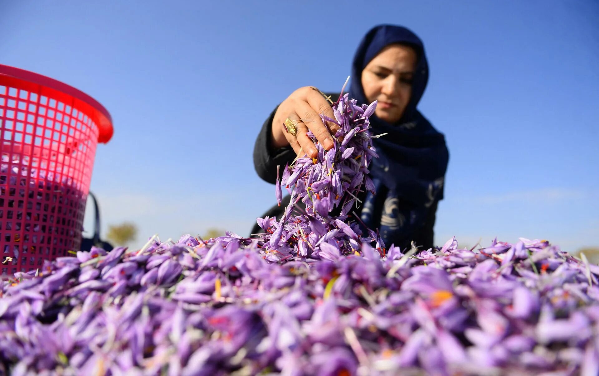 Стратегия шафран. Herat Saffron Шафран. Афганский Шафран. Шафран Иран поле. Шафрановые поля в Афганистане.