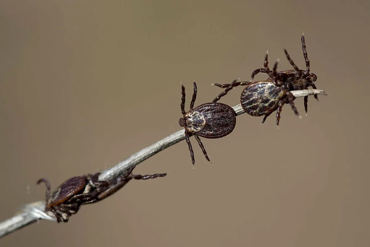 Tinktura proti klíšťatům  Lyme borreliose, Zecken, Stechmücken
