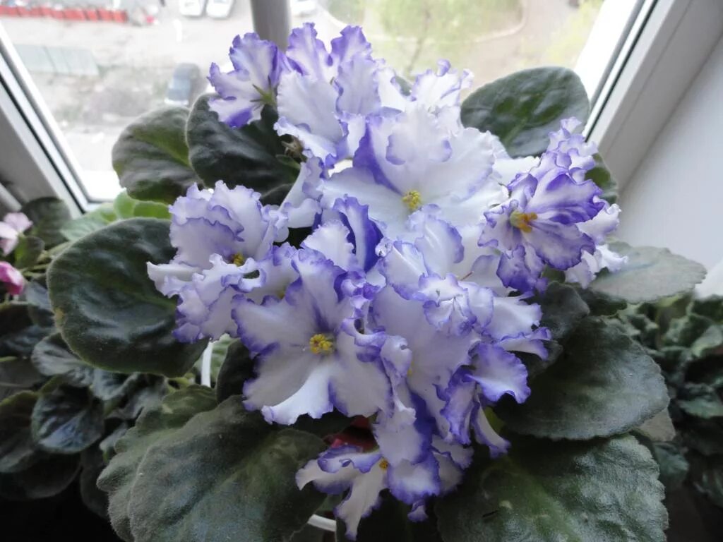 Сенполия arctic frost. Сенполия arctic frost. Сенполия arctic frost. Фиалка arctic frost (sorano). Arctic frost (sorano).