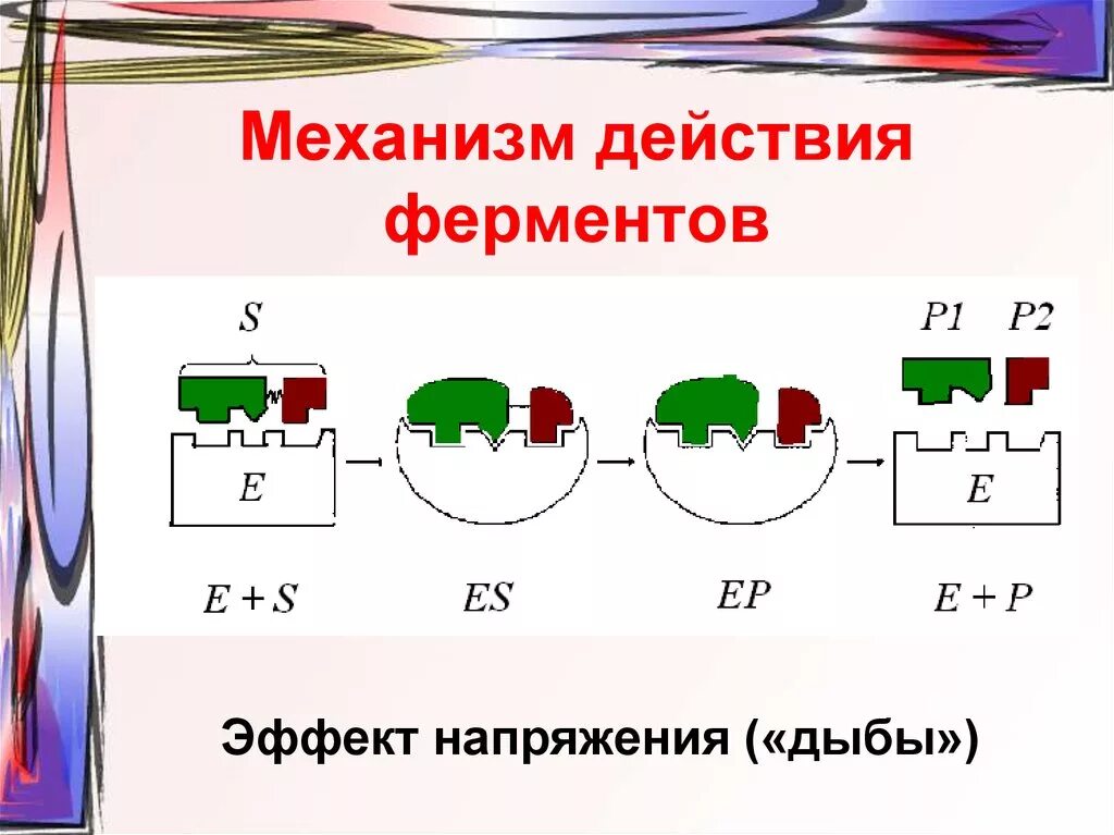 Этапы действия ферментов. Механизм действия ферментов биохимия кратко. Механизм действия ферментов биохимия. Схема действия ферментов. Механизм каталитического действия ферментов.