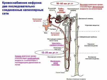 Какова роль почечных канальцев