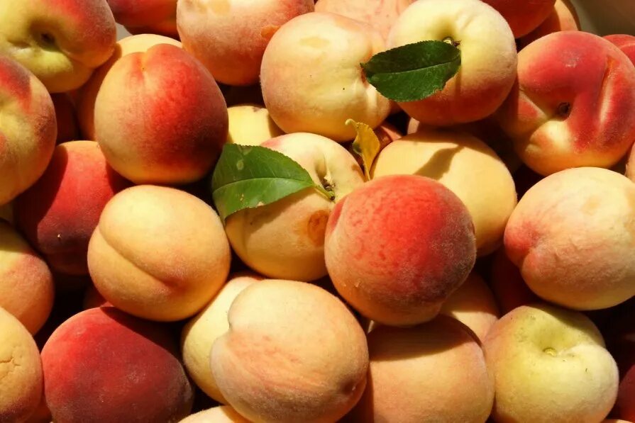 Персики нектарины грузия. Урожай персиков. Персиковый сад. Сбор урожая персиков. Абрикос сорт сардоникс.