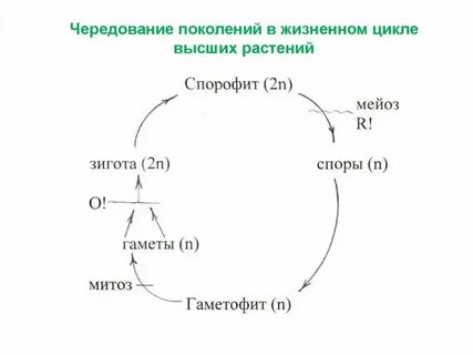 Таблица жизненный цикл высших споровых растений