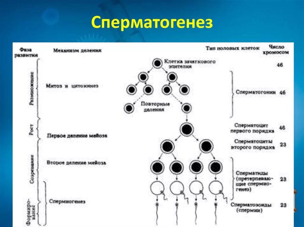 Последовательность стадий развития клеток. Схема сперматогенеза млекопитающих. Схема процесса сперматогенеза. Сперматогенез период размножения. Фаза размножения сперматогенеза.