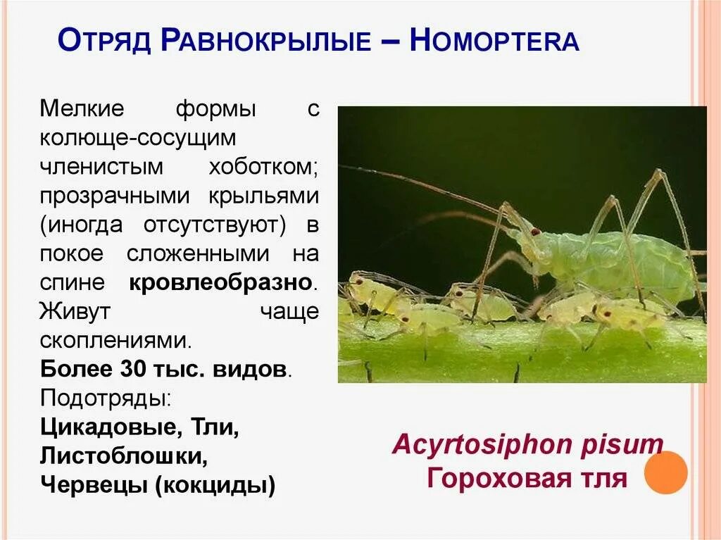 Тля тип развития. Отряд равнокрылые тля. равнокрылые насекомые тля. отряд равнокрылые строение крыльев. отряд равнокрылые внешнее строение.