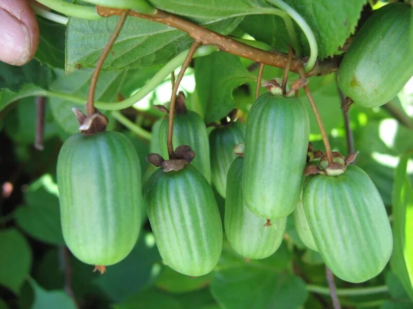 Актинидия коломикта (Actinidia kolomikta). Актинидия коломикта ягоды. Северное киви актинидия. Актинидия деликатесная. Китайская актинидия почему