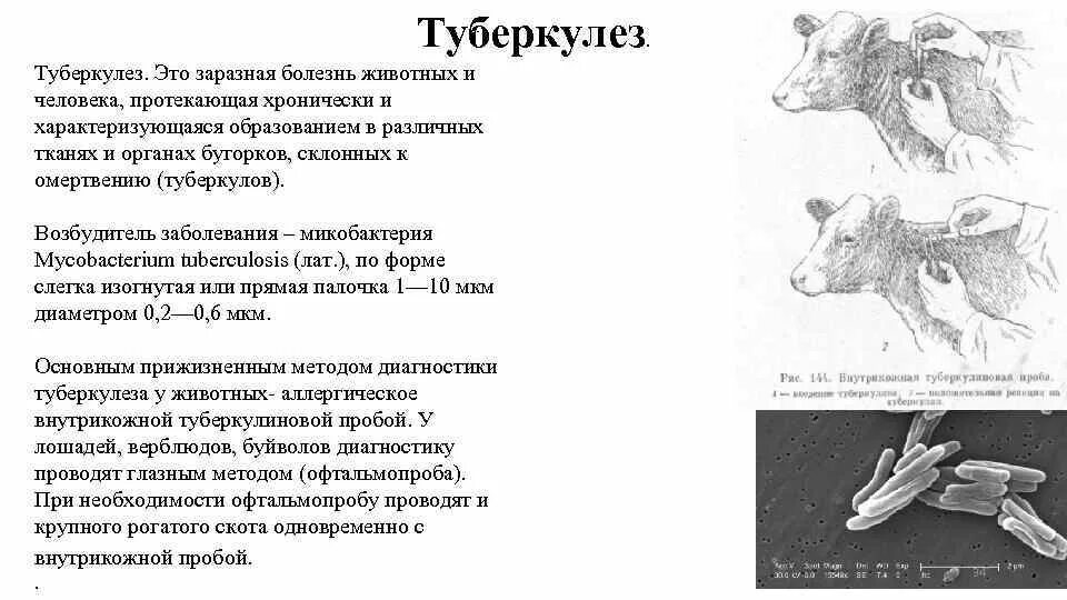 Туберкулез животных. Туберкулез животных возбудитель. возбудитель туберкулеза ветеринария. диагностика туберкулеза крупного рогатого скота. возбудитель туберкулеза крс.