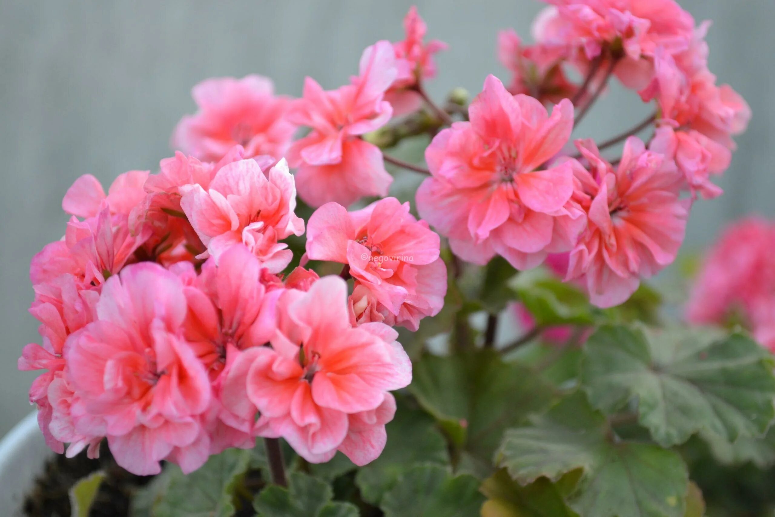 Пеларгония брооксиде фламенко. Пеларгония бруксайд фламенко. Пеларгония зональная brookside flamenco. Пеларгония miranda. Леона галактика пеларгония.