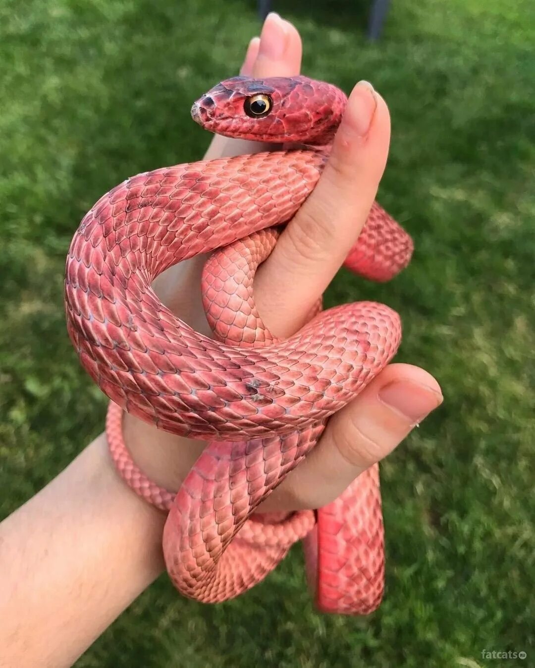Розовый полоз. Western Coachwhip Snake. Красивая змея. Розовая змея. Красивые змеи безобидные.
