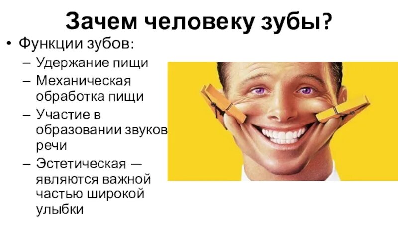 Какую работу выполняют зубы в организме человека. Функции зубов. строение и функции зубов. функции зубов у человека.