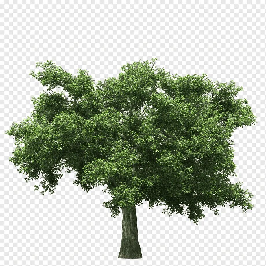 Дерево пнг. Дуб на прозрачном фоне. Красивое дерево без фона. Крона дерева без фона. Дерево дуб без фона.