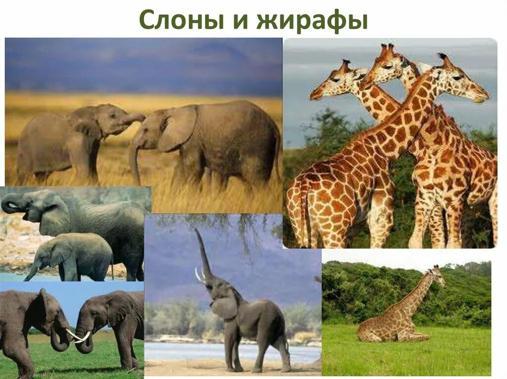 Сколько слон жираф. Жирафы и слоны. жираф и слоненок. стадо слонов и жирафы. жирафы, носороги, слоны.