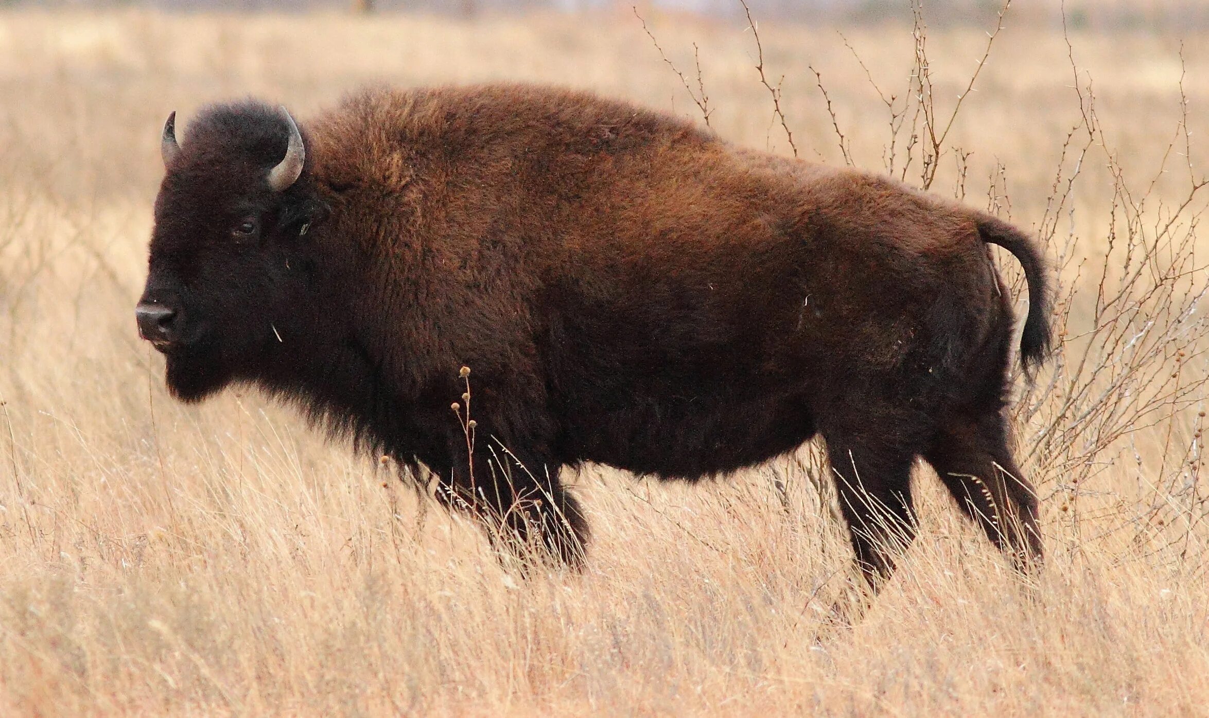 Бизон самка. Бизоны в Северной Америке. Лесной Бизон и Степной Бизон.  Bison Bison самка.