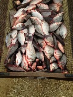 Караси живая оптом