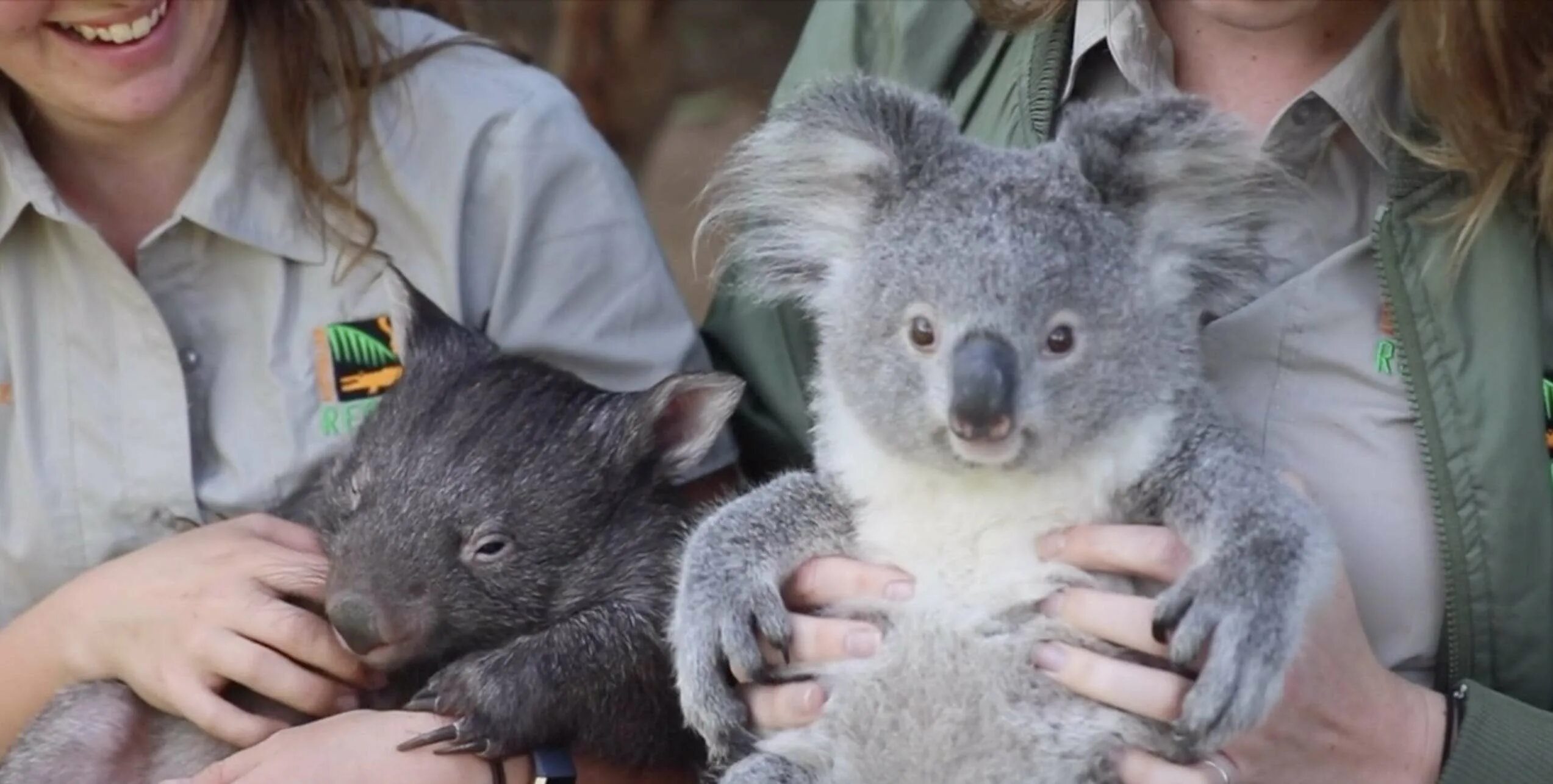 Коала в зоопарке. Вомбат и коала. Вомбат в Австралии. Сумчатые медведи вомбаты. Вомбат и кенгуру.