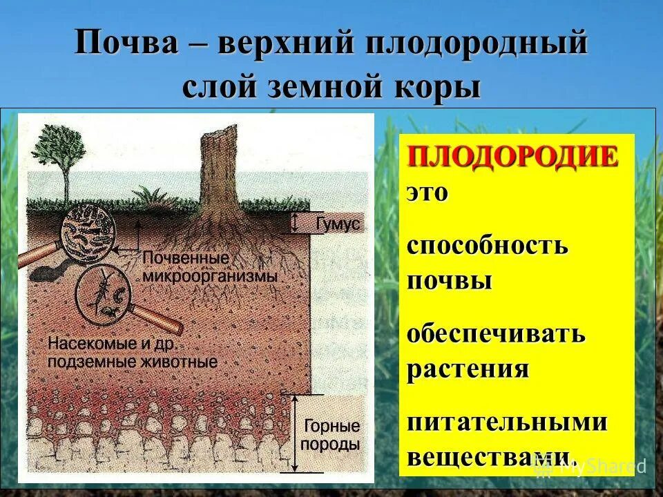 Плодородные гумус почвы. Почвы по плодородности. Плодородие почвы презентация. Плодородие почвы. Образование гумуса в почве.