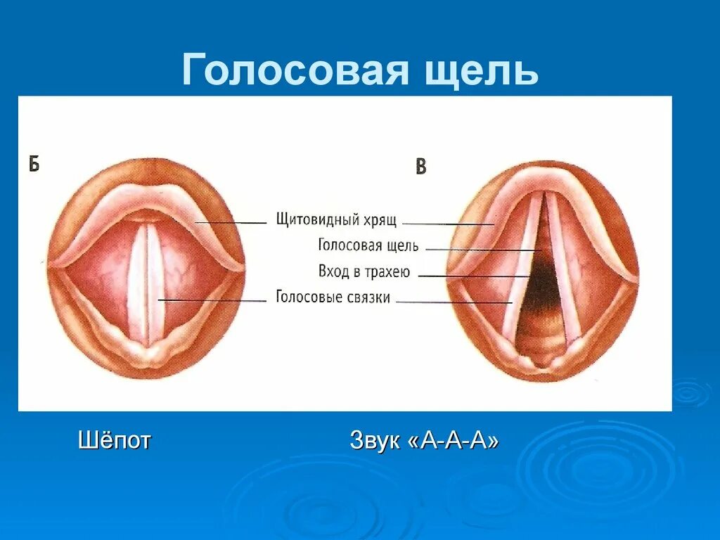 Строение гортани, горла, голосовых связок. Строение гортани голосовая щель. Голосовые связки анатомия строение. Голосовые складки находятся в. От чего зависят голосовые связки