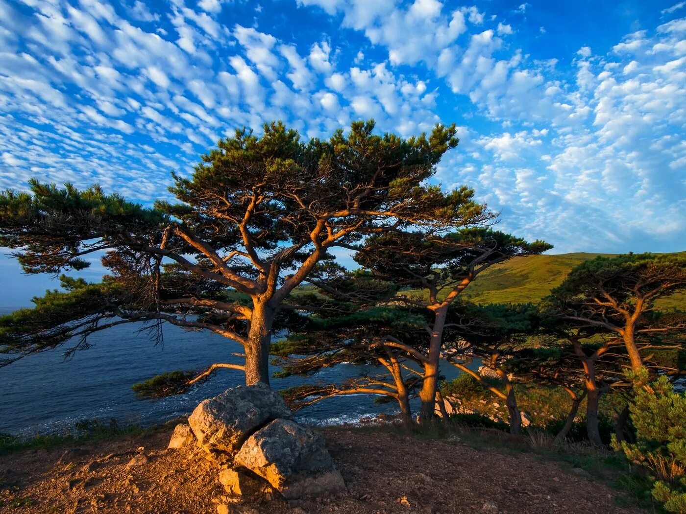 Береза шмидта betula schmidtii. Лиственное приморский край. Дерево кашка приморский край. Приморский край липа амурская. Ясень приморский край.