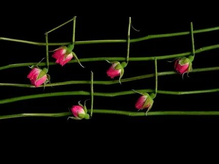 Plant music