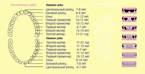 Куда девать молочные зубы после выпадения