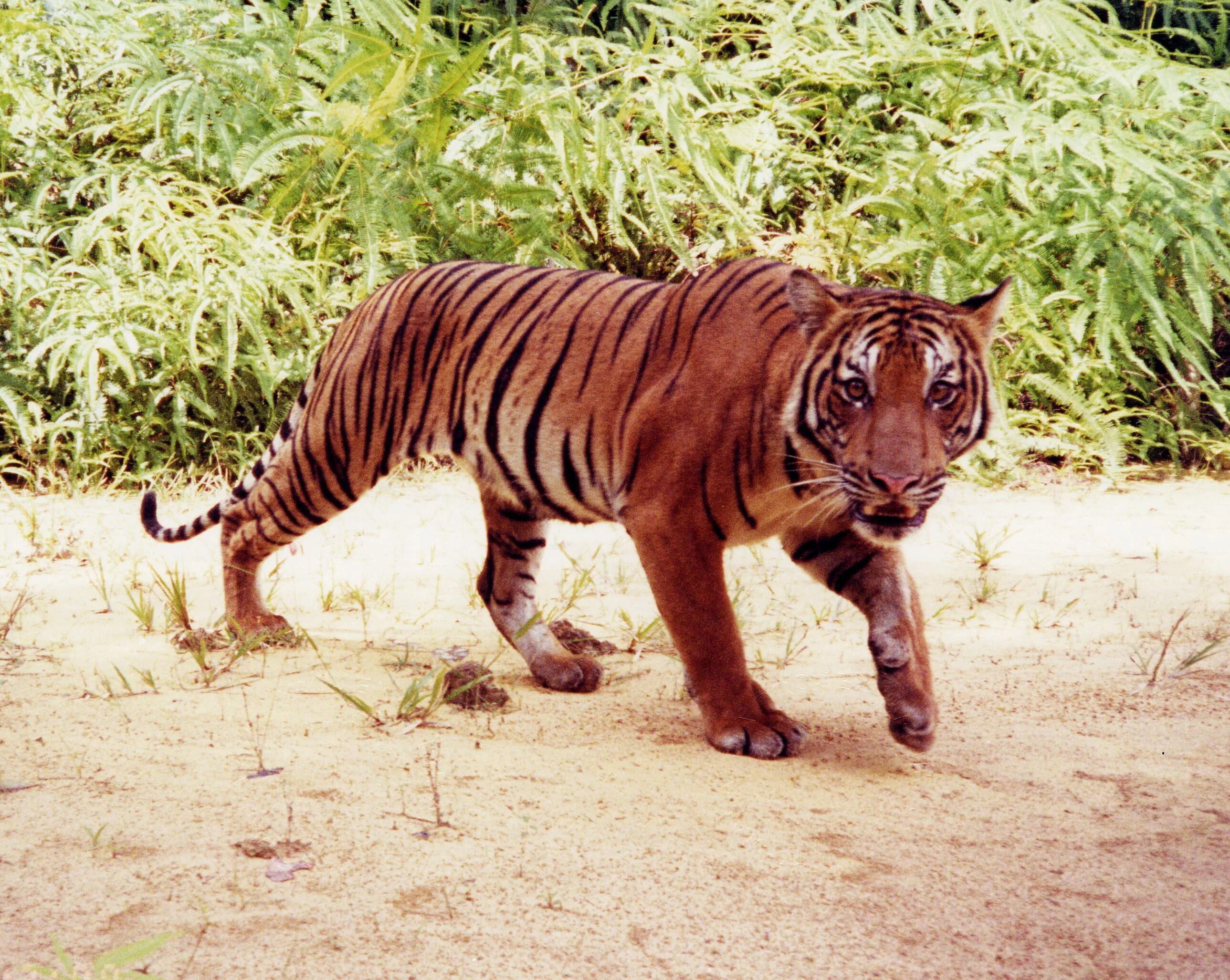 Про красного тигра. Малайский тигр (Panthera Tigris Jacksoni). Закавказский Туранский тигр. Panthera Tigris sondaica. Суматранский тигр.