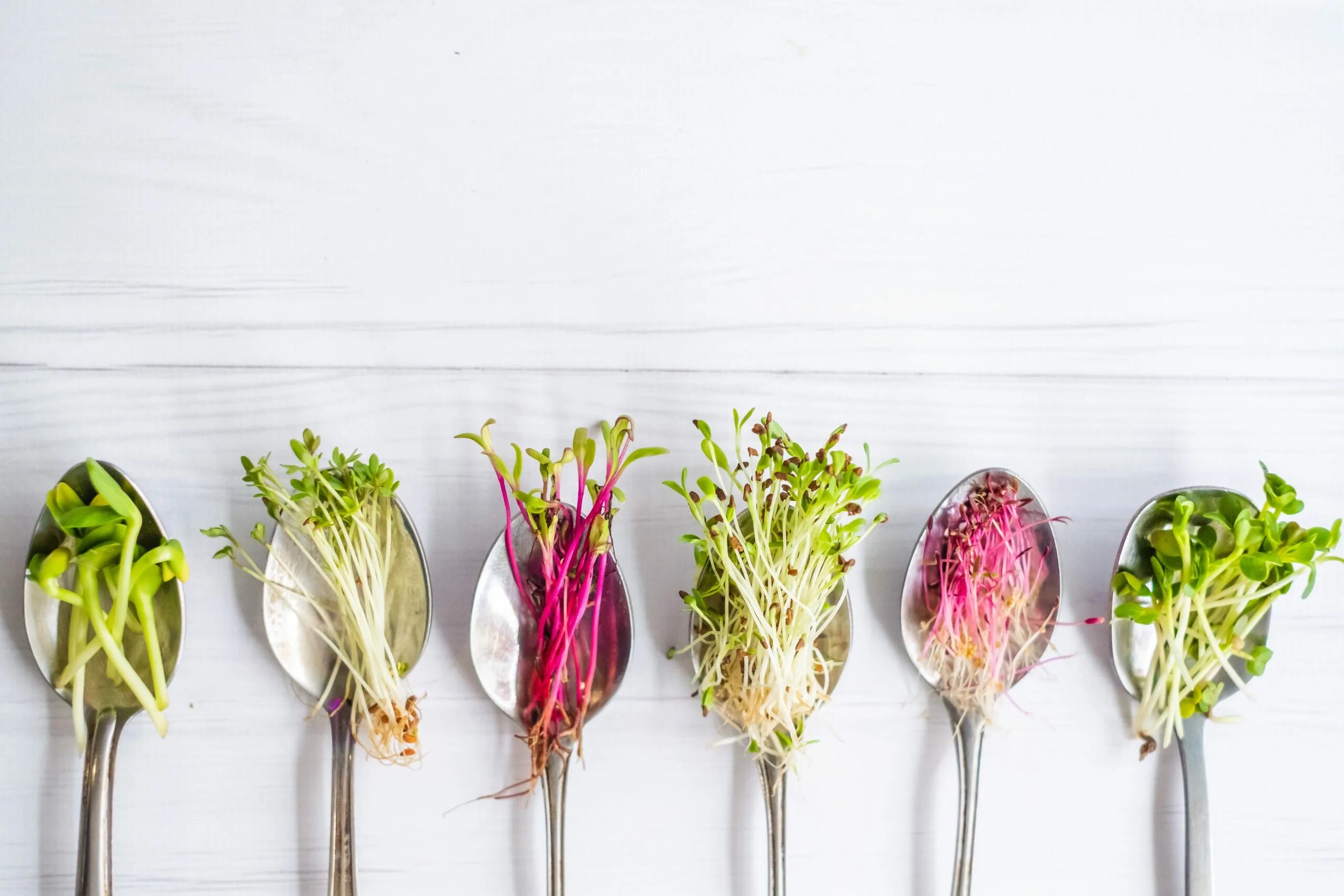 Как есть микрозелень. Leek microgreens. smoothie microgreens. витграсс на кето диете. микрозелень реклама креатив арт.
