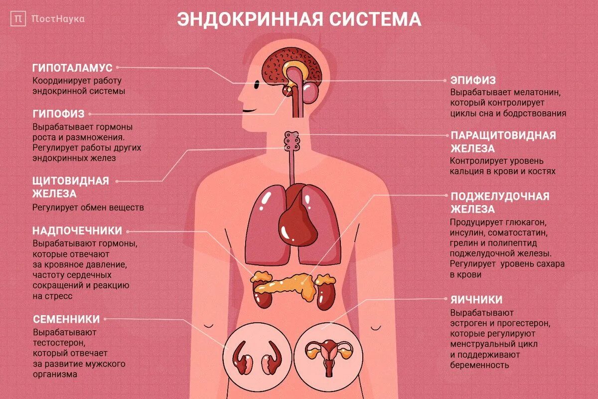 Эндокринная система человека выработка гормонов. Схема строения эндокринной системы. Гормональные железы эндокринная система. Строение эндокринных желез физиология.