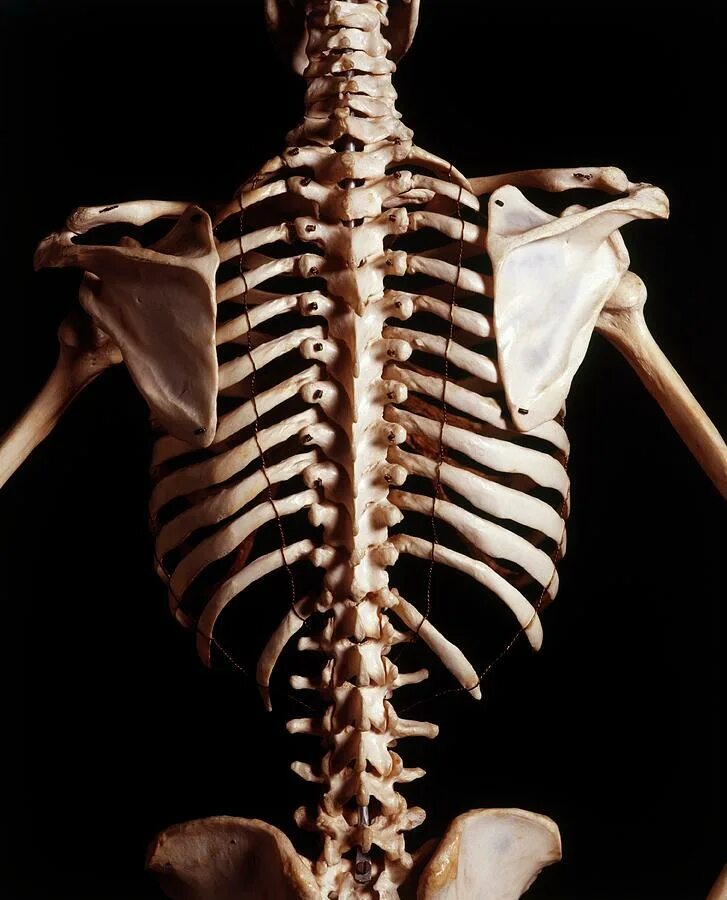Лопатка кость человека на скелете. Лопатка скелет. Кости скелета лопатка. Лопатки кость на скелете. Скелет ребра.