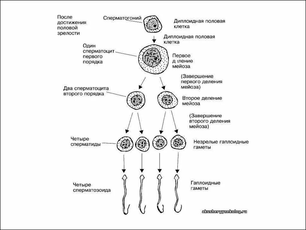 Схема процесса сперматогенеза. Схема образования спермиев. Сперматогенез 4. Фазы сперматогенеза схема.