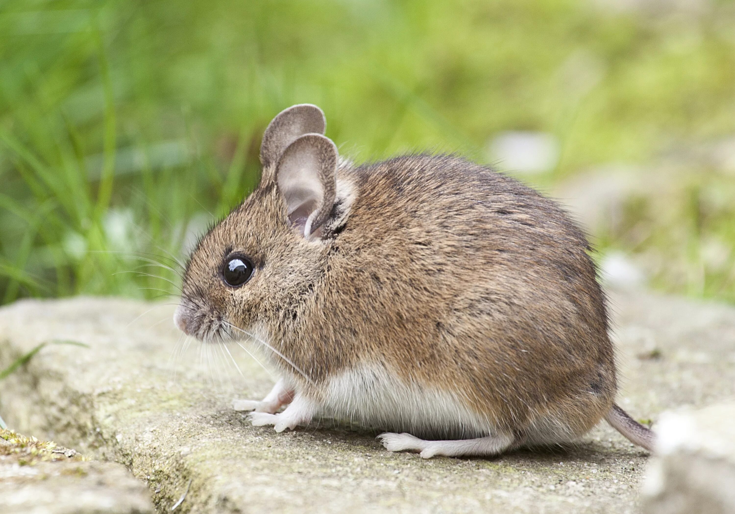 A mouse