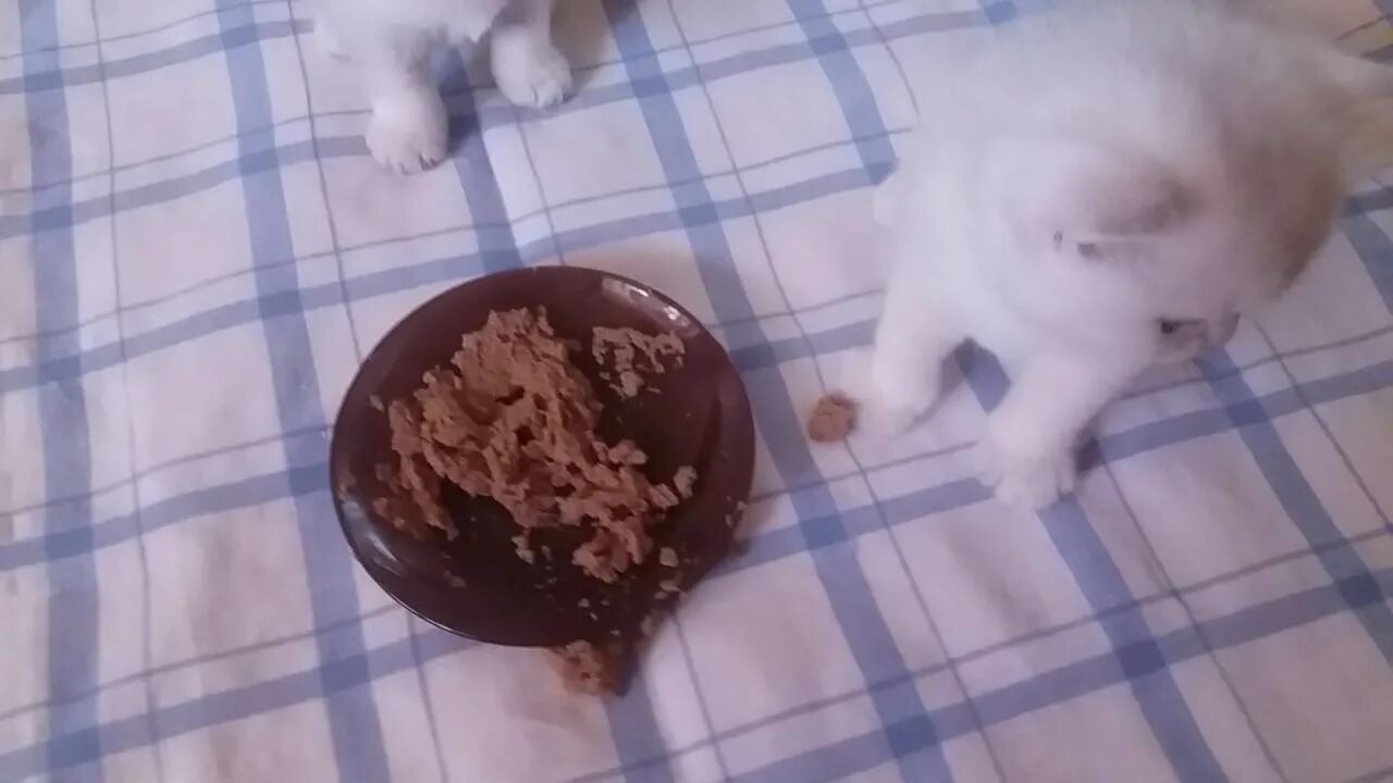 Еда котенка в 1.5 месяца. Прикорм для котят. прикорм котят с 1 месяца. шотландский котенок кушает. подкармливание котят.