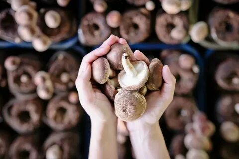 Экологические грибы