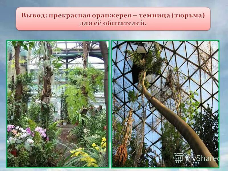 В одном большом городе был ботанический сад. Ботанический сад бердянск. Kew gardens в лондоне. Пальмовая оранжерея ботанического сада. Пальма аталия принцепс.