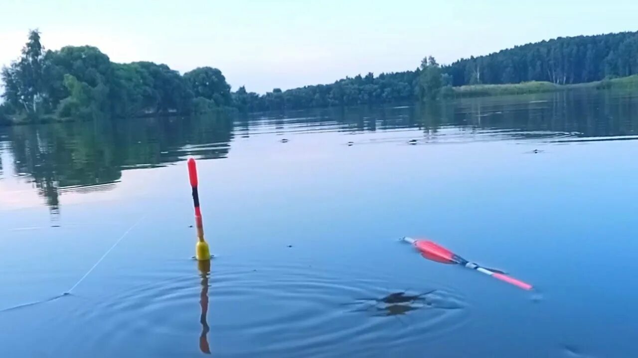 Линь на поплавочную удочку видео