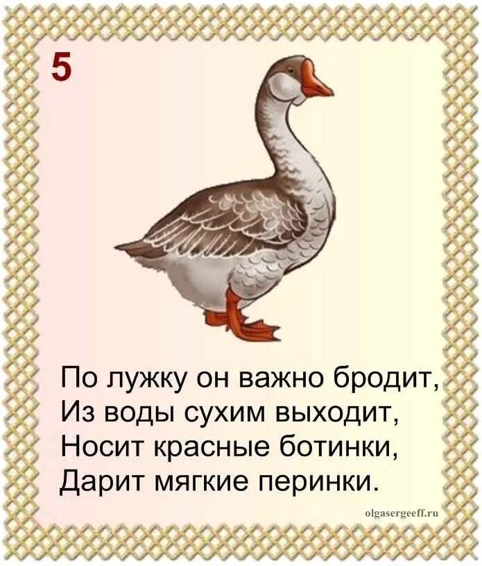 Текст про гусей. Загадка про гуся. Загадка про гуся для детей. Стихи про домашних птиц. Домашние птицы.