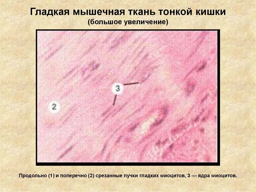 Гладкая мышечная ткань гистология. Гладкий миоцит гистология. Гладкие миоциты гистология строение. Гладкий миоцит строение гистология. Ткани тонкой кишки