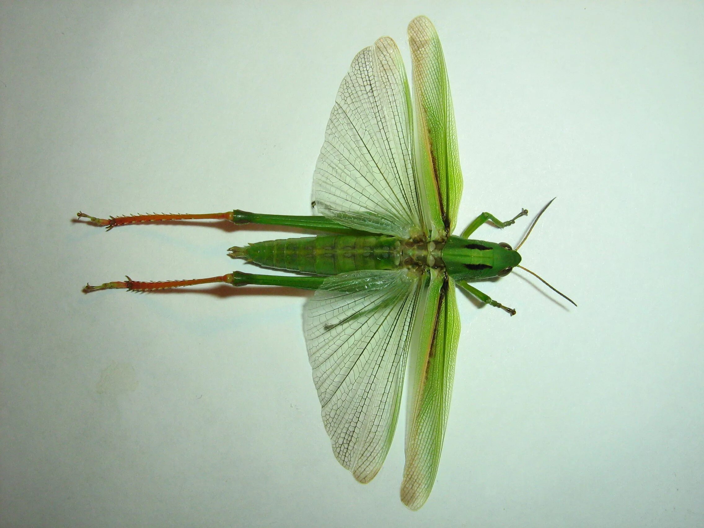 Отряд Прямокрылые Кузнечики. Прямокрылые Orthoptera. Отряды насекомых Прямокрылые. Отряд Прямокрылые Прямокрылые. Прямокрылые насекомые представители