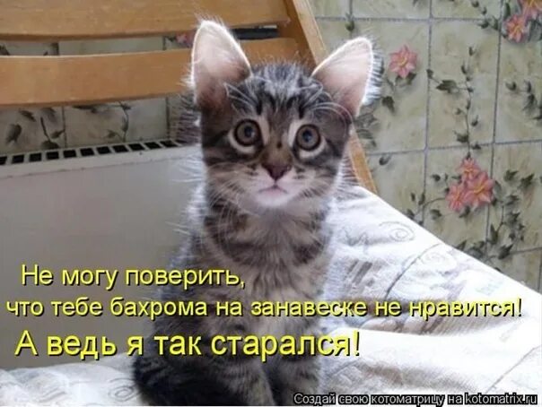 Сложно представить нашу жизнь без пушистых и милых котов. Они поднимают нам. Fun