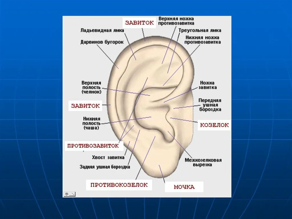 Ушная раковина какое ухо. Строение уха и ушной раковины. Завиток противозавиток козелок противокозелок уха. Строение ушной раковины анатомия. Козелок ушной раковины анатомия.