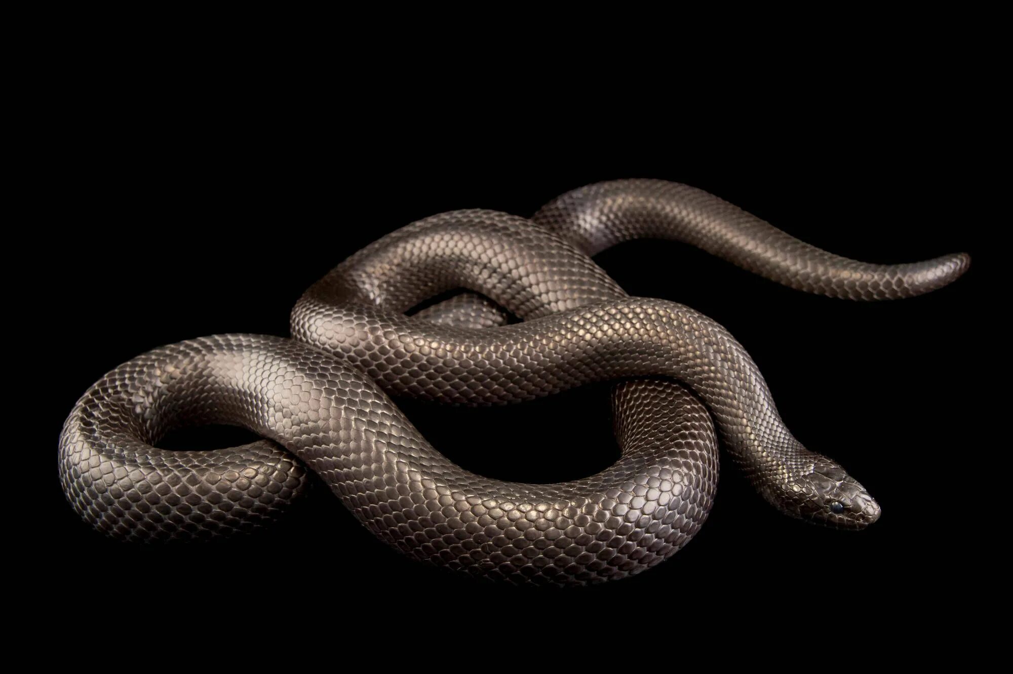 Хладнокровный змей. Lampropeltis getula Nigrita. Королевская змея нигрита. Адапазарская гадюка. Чёрная Королевская змея нигрита.