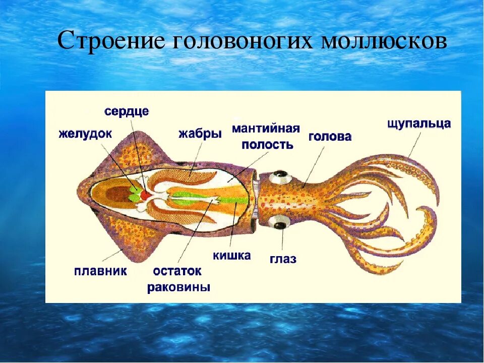 Сердце головоногих. Особенности строения головоногих моллюсков. Класс головоногие моллюски 7 класс биология. Биология 7 класс головоногие строение. Строение раковины головоногих моллюсков 7 класс.