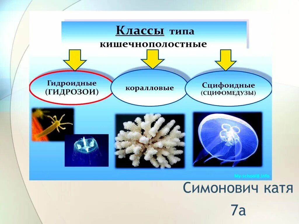 Многообразие кишечнополостных. Тип Кишечнополостные. Тип Кишечнополостные животные. Тип Кишечнополостные классы. Тип Кишечнополостные 7 класс.