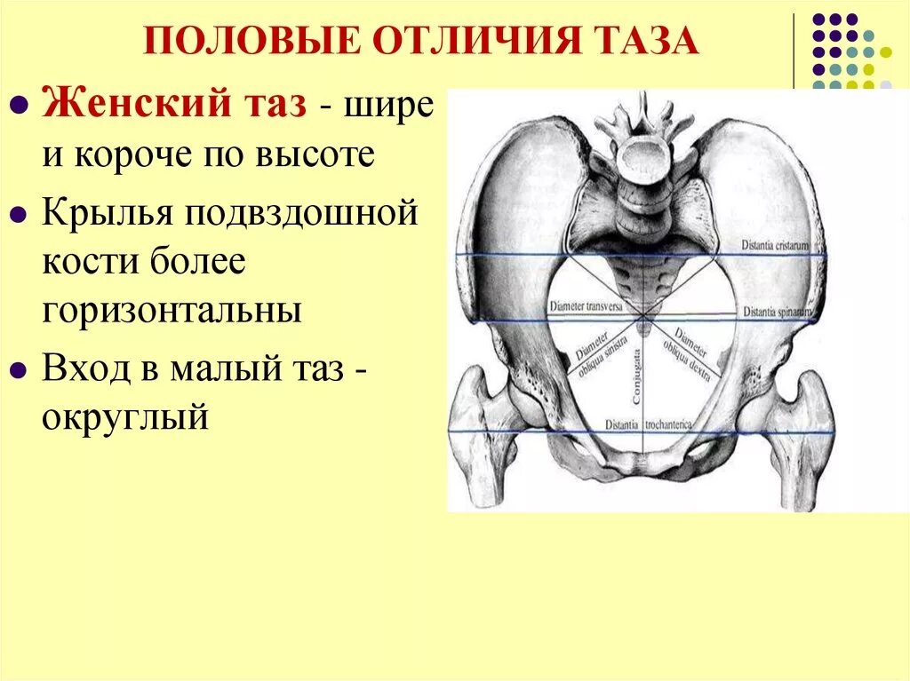 Половые различия в строении таза. Большой и малый таз половые различия. Особенности и Размеры женского таза. Анатомия малый таз кости.