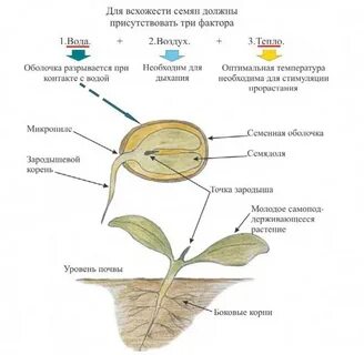 Ускорение прорастания семян