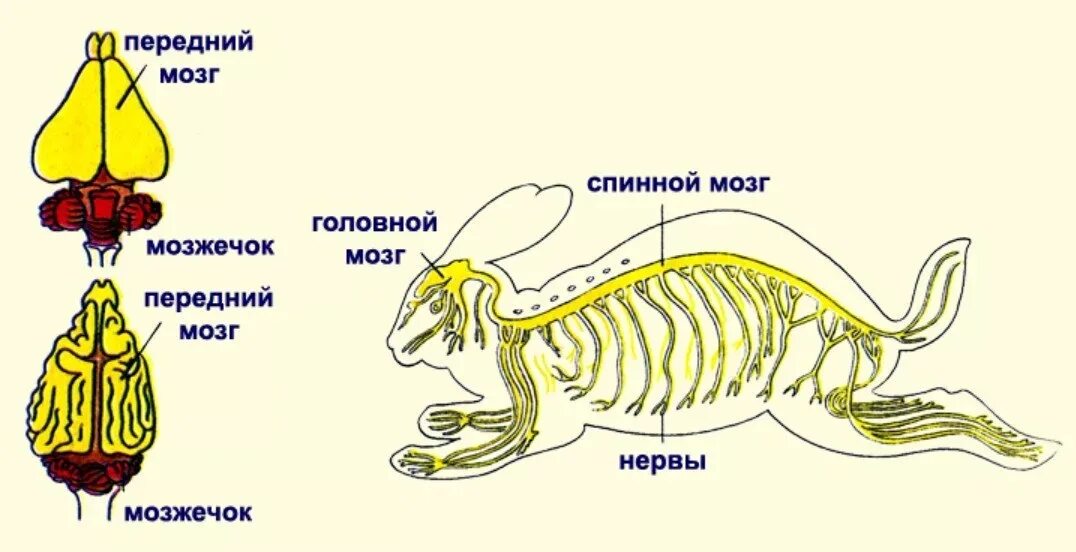 Нервная система млекопитающих 8 класс. Схема строения нервной системы млекопитающих. Строение нервной системы класса млекопитающие. Нервная система и головной мозг млекопитающего схема. Нервная система млекопитающих головной мозг.