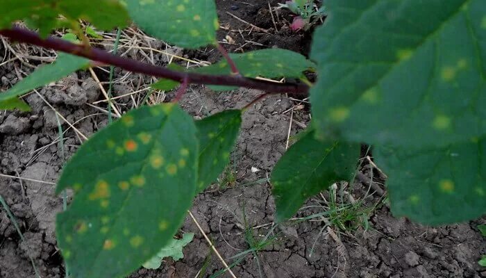 Препараты для опрыскивания деревьев от болезней и вредителей. Болезни плодовых деревьев описание. Клястероспориоз косточковых. Болезни плодовых деревьев по листьям. Болезни плодовых деревьев описание.